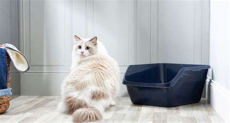 kitten not using litter tray